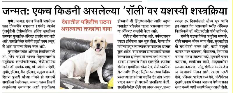 Hernia surgery conducted on dog for first time in India