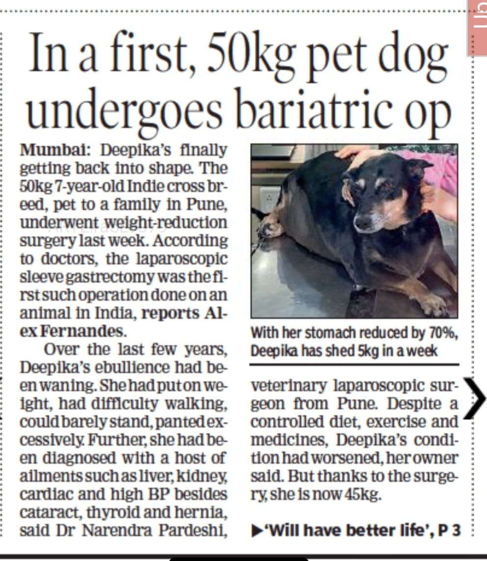 Laparoscopic sleeve gastrectomy surgery on Pet Dog